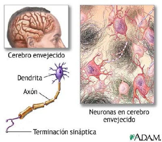 TEJIDO NERVIOSO